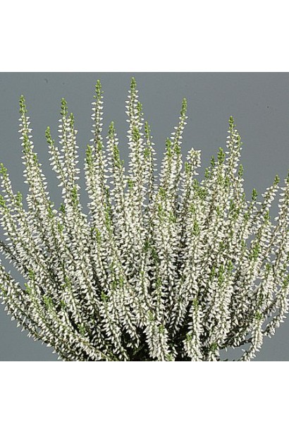 Саджанець вересу звичайного ’Аслі’ у контейнері